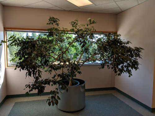 FICUS.jpg