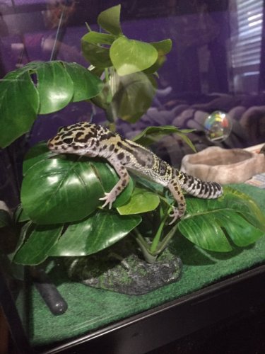 gecko2.JPG