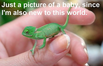 chameleon baby.jpg