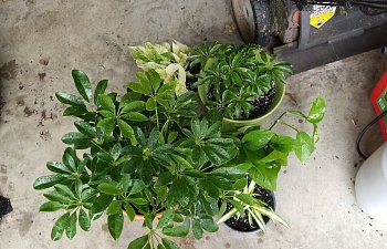 newly potted plants.jpg