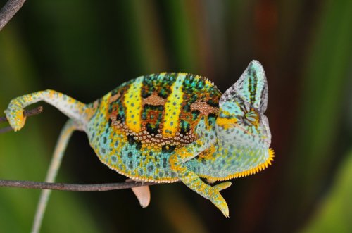 Louie Daytona Aug 18  19 2018  189(1).JPG