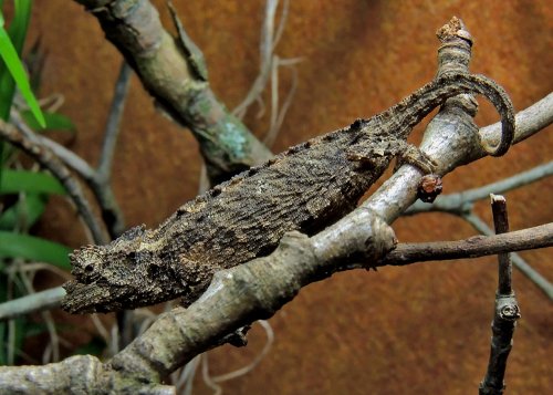 Brookesia 5.jpg