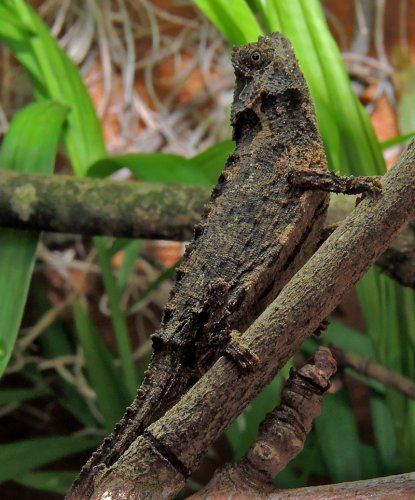 Brookesia 6.jpg