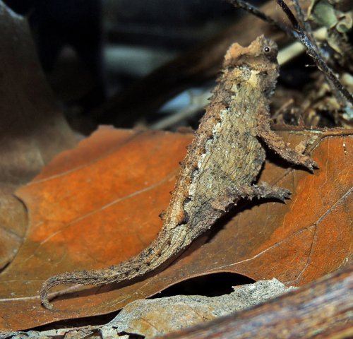 Brookesia sp. A 2.jpg