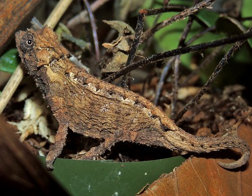 Brookesia sp. B.jpg