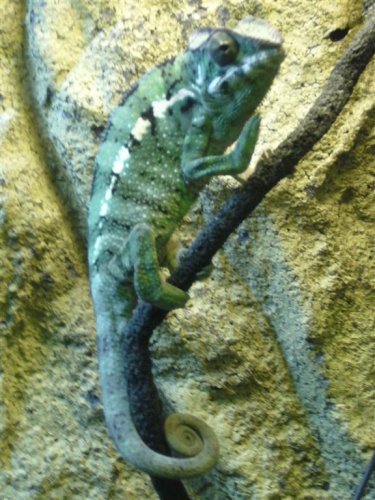 Cham 2 (2) (Medium).JPG