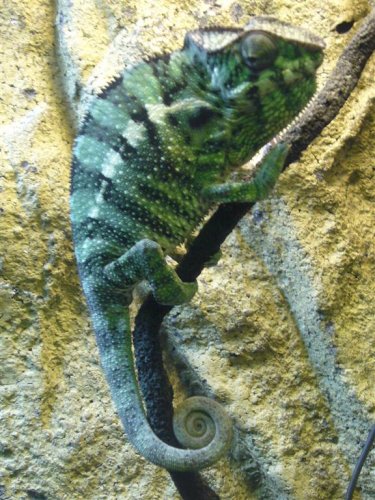 Cham 2 (4) (Medium).JPG