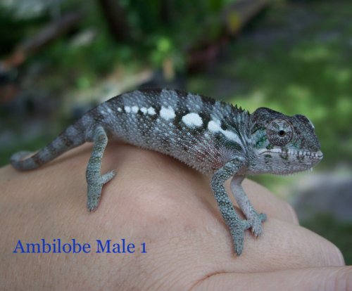 Bonzia boy 1 jpg.jpg