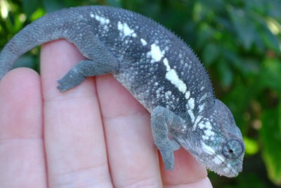 4 month Sambava 1.jpg