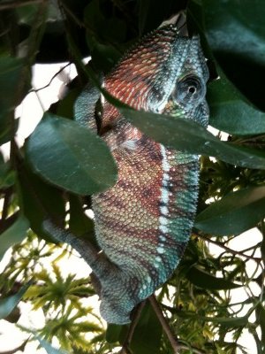 8 month Sambava redblly.jpg