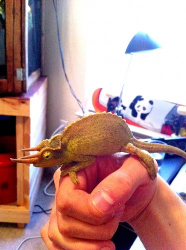 Pastebot 2010-09-11 15.39.21 PM.jpg