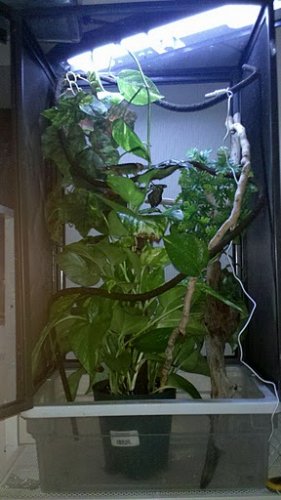 Jacksonii setup2.jpg