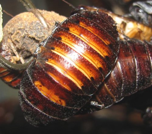 roaches.jpg