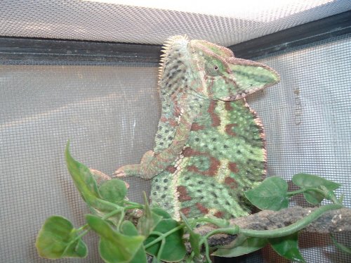 female chameleons 013.jpg