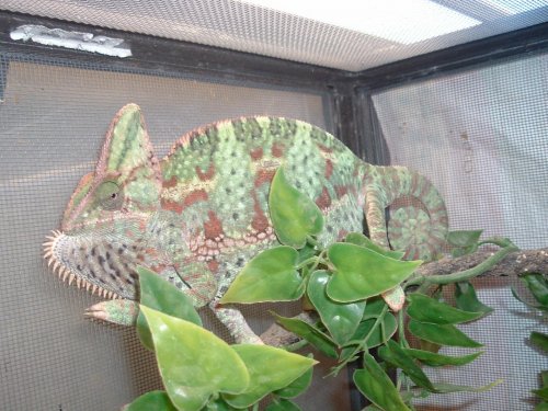 panther male and females for sale 007.jpg