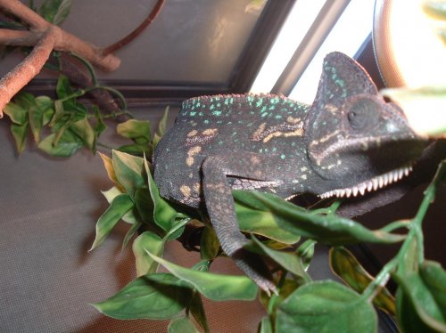 Gravid wildcaught 005.jpg