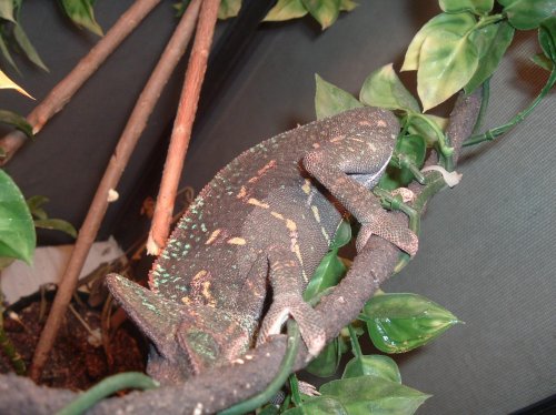 Gravid wildcaught 004.jpg