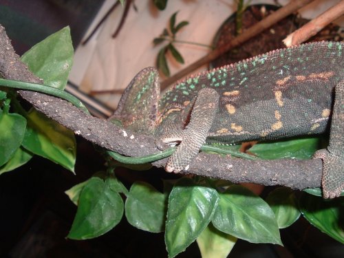 Gravid wildcaught 003.jpg