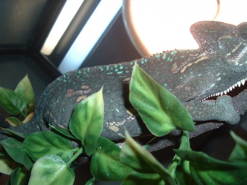 Gravid wildcaught 002.jpg