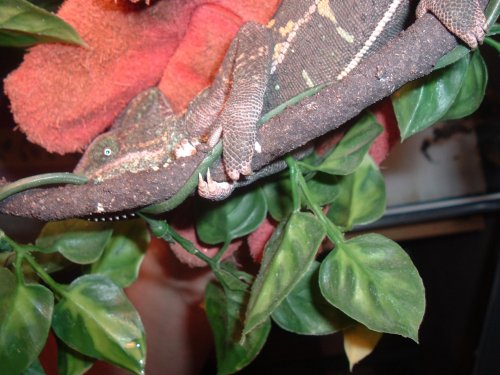 Gravid wildcaught 001.jpg