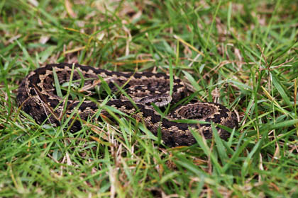 vipera1_kicsi.jpg