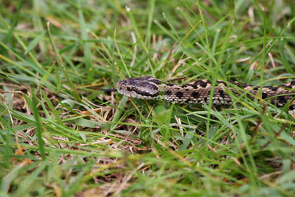 vipera2_kicsi.jpg vipera2_kicsi.jpg