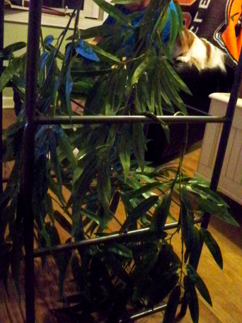 bamboo.jpg