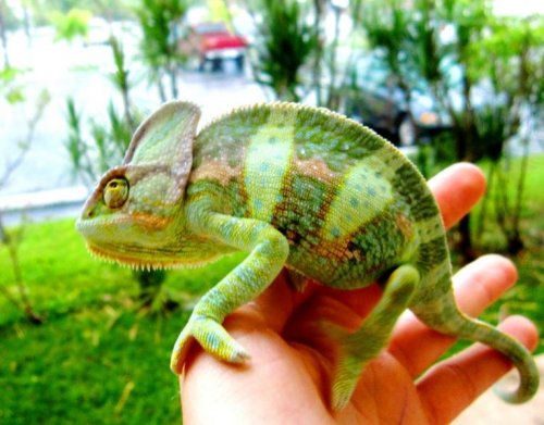 bob colors small.jpg