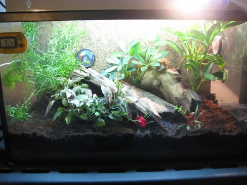 newbrevtank.jpg newbrevtank.jpg