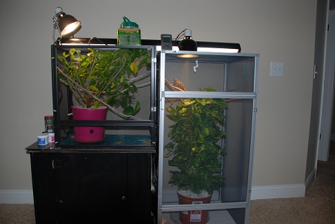 cagesetup.jpg