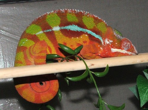 ChaChi PJ colours.JPG