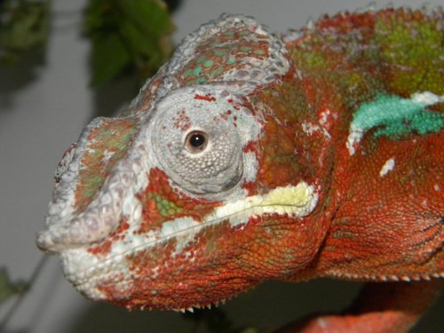 Pets 024.jpg