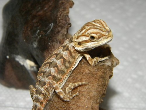 Pets 070.jpg