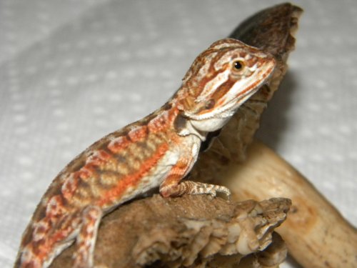 Pets 078.jpg