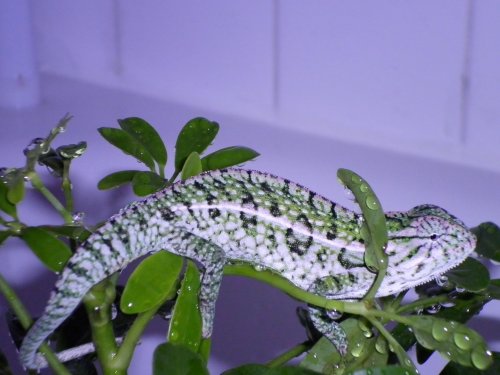 new pics 018.jpg