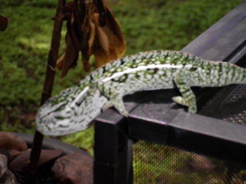 july 31 2010 pics 049.jpg