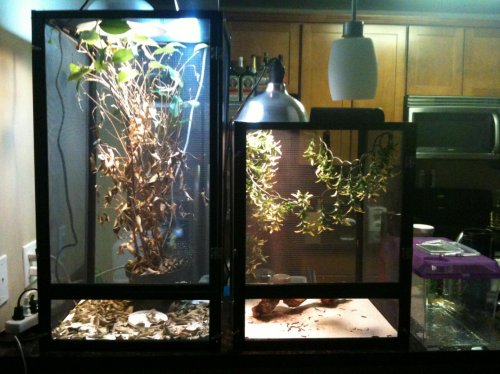 cham - enclosures.jpg