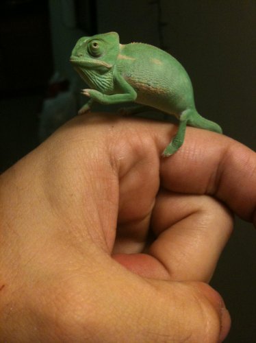 cham - female.jpg