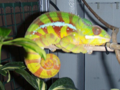 Dino-sleeping (2) (5).jpg