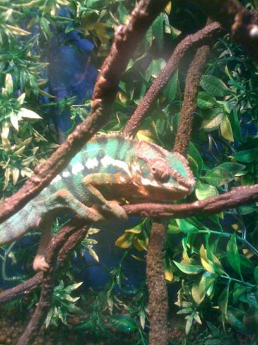 reptar.jpg