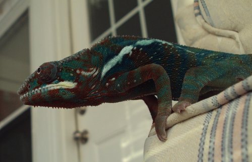 9-2-10clyde3.jpg