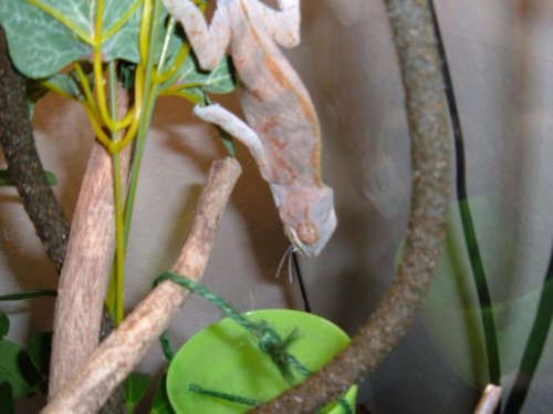 fone pictures 001.jpg