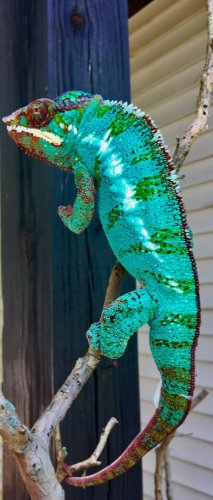 Clyde Hanging Outside.jpg Clyde Hanging Outside.jpg