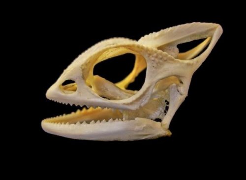 chameleon skull.jpg