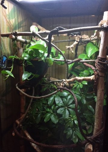 Ottos Cage 1.jpg