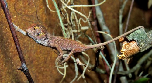 Boehmei F1 stretch.jpg