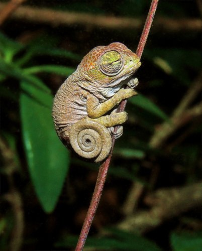 Kinyongia boehmei Female F1 day 1 .jpg