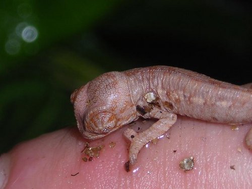 hatchling1.JPG