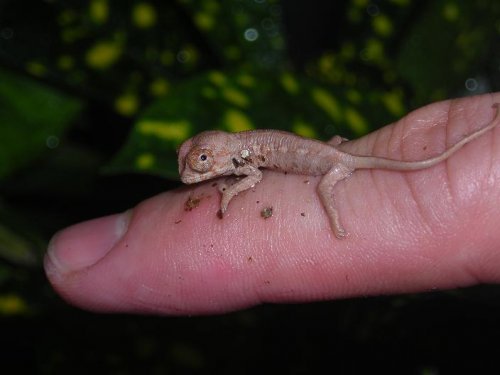 hatchling4.JPG