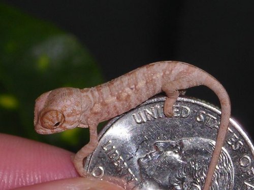 hatchling2.JPG